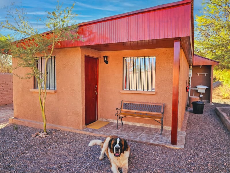 Lucas, the lodge dog