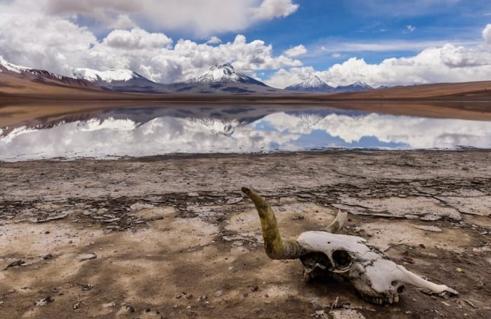 Laguna Lejía with snowy hills and an animal skull on the shore