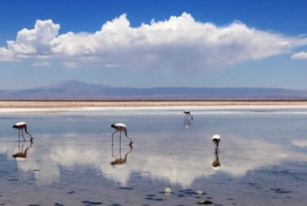 Flamingos reflected in the water at Los Flamencos National Reserve