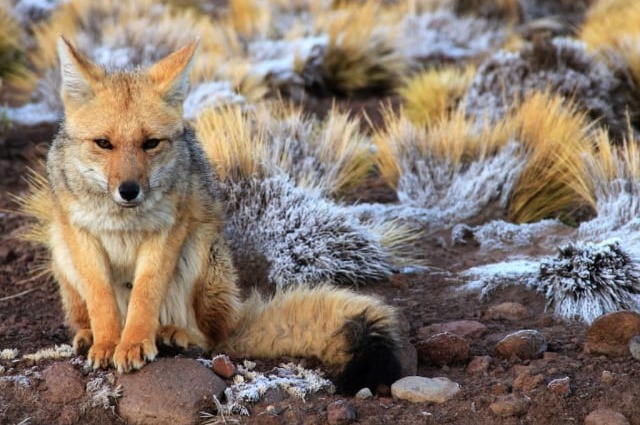 Andean fox among frosty bunchgrass